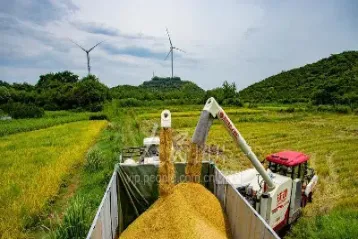 期货早稻(期货早稻晚稻为何没有成交)_https://yy.meihuadianqi.com_原油期货行情_第1张